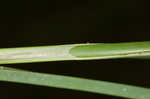 Shoreline sedge